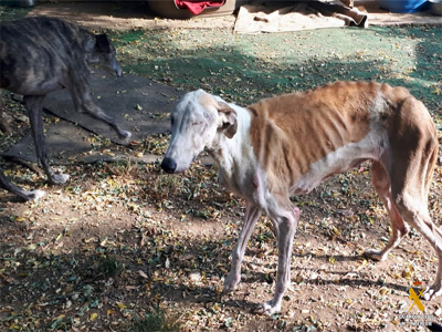 Noticia de Almería 24h: Investigado un refugio de animales abandonados de Almería por un delito de maltrato continuado