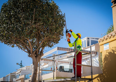 Noticia de Almería 24h: El Ayuntamiento continúa con los trabajos de poda del arbolado en todos los barrios de Roquetas de Mar
