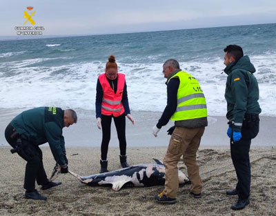 Noticia de Almería 24h: La Guardia Civil auxilia a Equinac en el varamiento de dos delfines listados en las costas de Almería