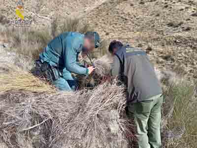 Noticia de Almería 24h: La Guardia Civil investiga a una persona por dar muerte a un ejemplar de águila real (Aquila Chrysaetos) en Arboleas