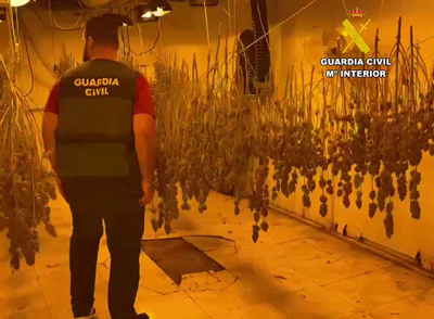 Noticia de Almería 24h: Once detenidos operación en la que ha intervenido cerca de 2.000 plantas de marihuana