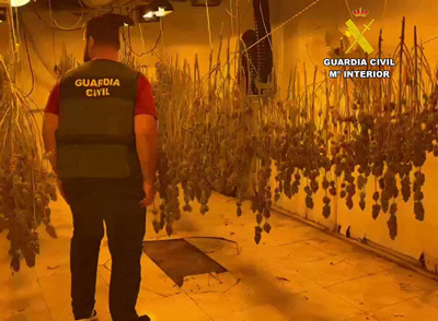 Once detenidos operacin en la que ha intervenido cerca de 2.000 plantas de marihuana