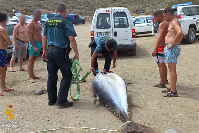 La Guardia Civil localiza un atn rojo varado en una playa de Mojacar