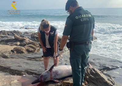Un delfín listado de dos metros de envergadura queda varado en la costa de Garrucha