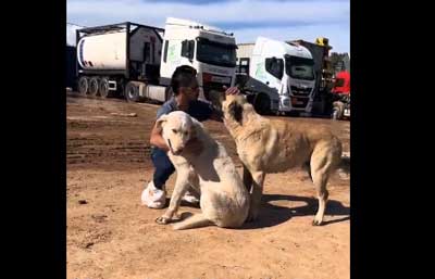 Noticia de Almera 24h: El emotivo encuentro con sus perros que han sobrevivido a la DANA