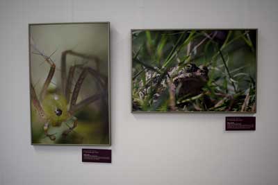Noticia de Almera 24h: Universidad: Una exposicin fotogrfica muestra que la naturaleza no es siempre lo que  parece