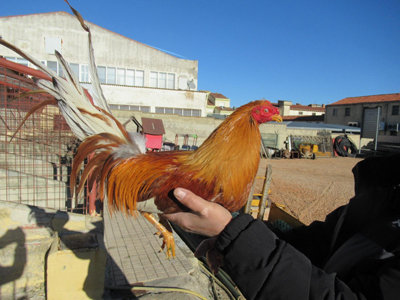 Noticia de Almera 24h: La Guardia Civil recupera en #Soria 8 gallos robados a una familia de #Valladolid que arrasa en X