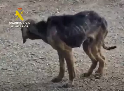 Noticia de Almera 24h: Rescatados 195 animales maltratados en la provincia de Mlaga