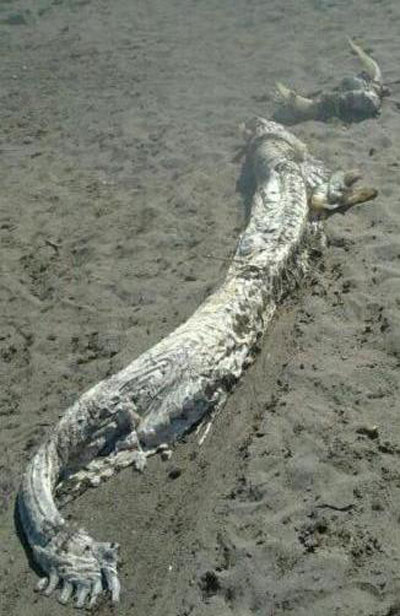 Un extrao animal de casi cinco metros de longitud aparece en una playa de Cuevas del Almanzora