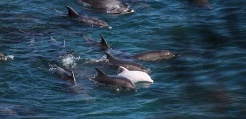 Delfines de Taiji asesinados, ¿por qué?