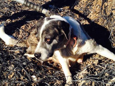 La Polica Local captura a tres perros de raza mastn tras varias denuncias por destrozos en explotaciones agrarias