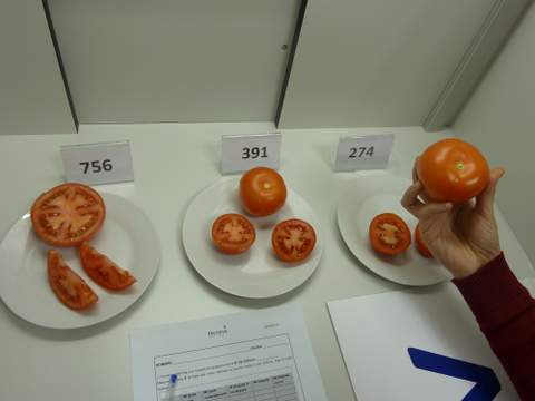 Fundacin Tecnova comienza la formacin de un panel de catadores expertos en anlisis sensorial de tomate