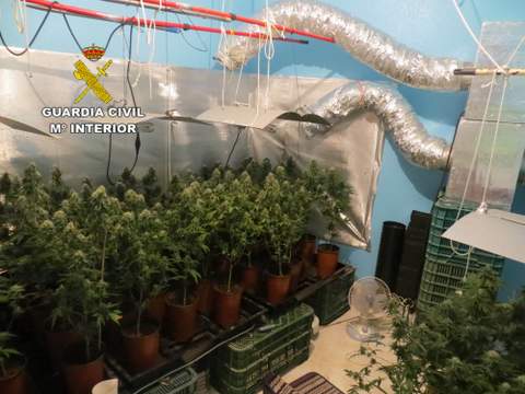 Desmantela una plantacin de marihuana que cultivaban en el interior de un domicilio