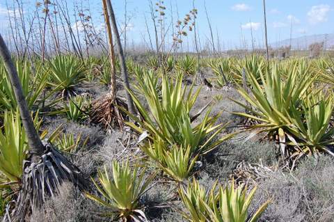 La Junta realiza ensayos en Cabo de Gata-Njar para la eliminacin eficaz de plantas invasoras, como pitas y sisales