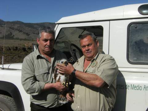 La Junta dona un pollo de águila perdicera de Almería para ayudar a la conservación de esta especie en Navarra