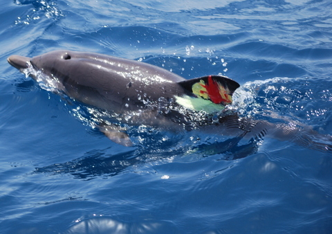Medio Ambiente registra varamientos de 29 cetceos y 49 tortugas marinas en las costas almerienses durante 2013