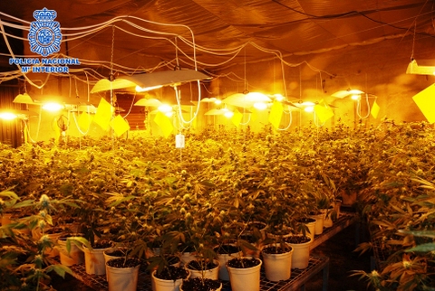 Descubierta una cuadra habilitada para el cultivo indoor de más de 825 plantas de marihuana en el Corsario