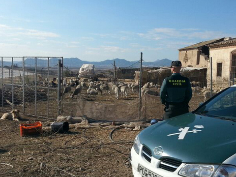 Detenido in fraganti cuando intentaba robar tres corderos con un turismo