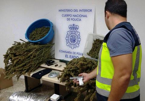 Incautadas 152 plantas de marihuana en una vivienda dplex que era utilizada como laboratorio