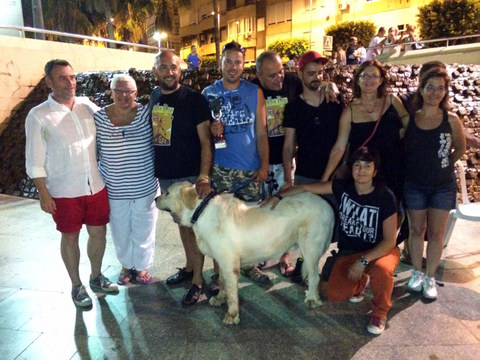 Roci, un mastn, ciego y rescatado, gana el 20 Festival Canino Ciudad de Almera