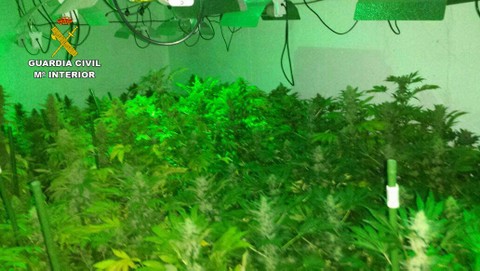 La Guardia Civil desmantela una nueva plantacin con ms de 250 plantas de marihuana 