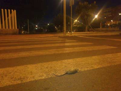 UPYD asegura que el ayuntamiento tarda tres das en retirar unas ratas muertas de las calles de Almera