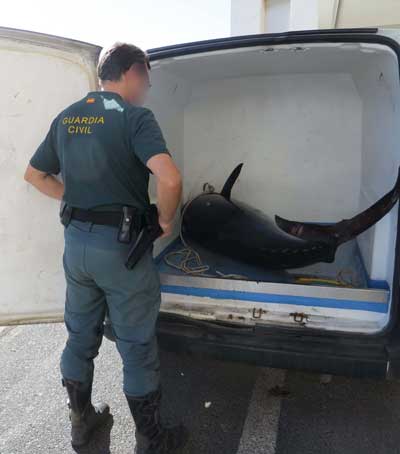 La Guardia Civil interviene un atún rojo pescado en Cabo de Gata en época de veda