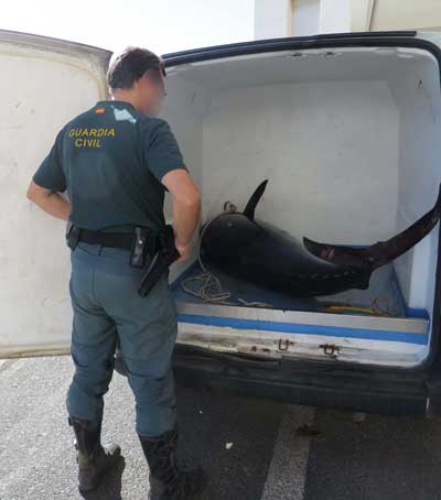 La Guardia Civil interviene un atn rojo pescado en Cabo de Gata en poca de veda