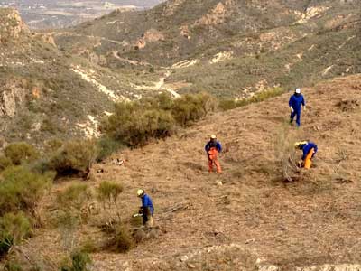 La Junta de Andaluca realiza labores para la prevencin de incendios forestales en la Sierra Cabrera