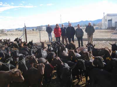 La Junta apoya con 62.534 euros una explotacin de ganado caprino de una joven ganadera de Vlez-Blanco