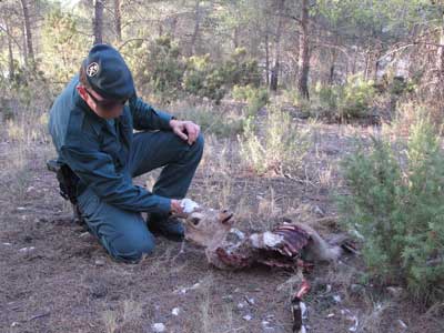 La Guardia Civil denuncia a un cazador por abatir una cabra hispnica sin autorizacin en el Parque Natural Sierra Mara Los Vlez