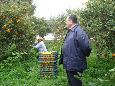 Francisco Ruiz Lpez, premio Naranja de Oro por su contribucin al desarrollo del sector de la naranja