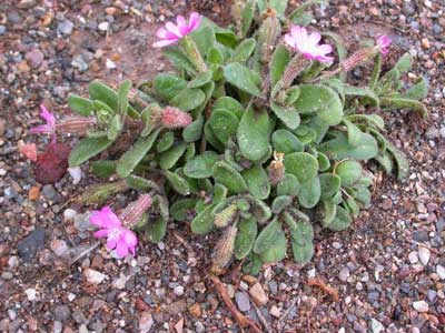 El Jardn Botnico El Albardinal del Parque Natural Cabo de Gata-Njar muestra estos das la planta Papamoscas marino