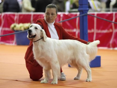 Ms de 300 perros de raza se darn cita en la III Exposicin Canina Nacional e Internacional y el Campeonato del Mediterrneo