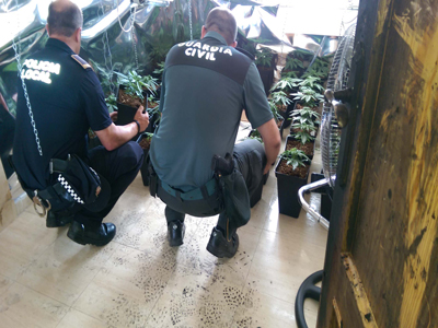 Guardia Civil y Polica Local se incautan de ms de 240 plantas de marihuana