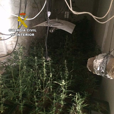 Un vecino de Alhama posea ms de 330 plantas de marihuana en una cueva acondicionada para ello