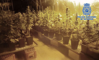 Agentes de la polica se disponen a ejecutar un desahucio y se encuentran una plantacin de marihuana con 482 plantas