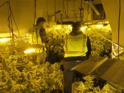 Dos detenidos en Pechina que cultivaban ms de 200 plantas de marihuana en una habitacin