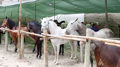 Arranca con xito el Encuentro Caballista celebrado en Adra