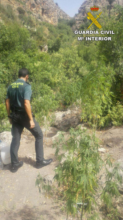 Localizan una plantacin de marihuana en una caada de Sorbas