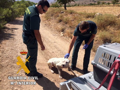 La Guardia Civil auxilia a un perro de la raza Dogo Argentino encontrado por una vecina de Chirivel