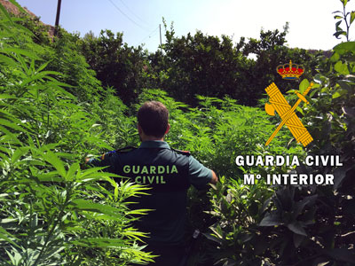 Un detenido tras hallar una plantacin de marihuana escondida entre naranjos