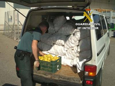 La Guardia Civil recupera ms de 3 toneladas de ctricos y practica 5 detenciones