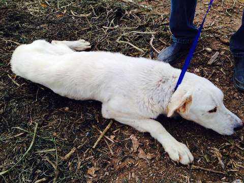 La Policía Local captura a tres perros de raza mastín tras varias denuncias por destrozos en explotaciones agrarias
