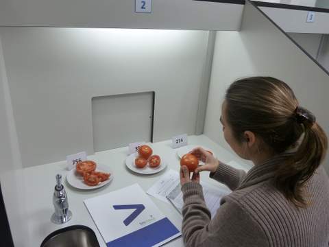 Fundacin Tecnova comienza la formacin de un panel de catadores expertos en anlisis sensorial de tomate