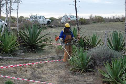 La Junta realiza ensayos en Cabo de Gata-Njar para la eliminacin eficaz de plantas invasoras, como pitas y sisales