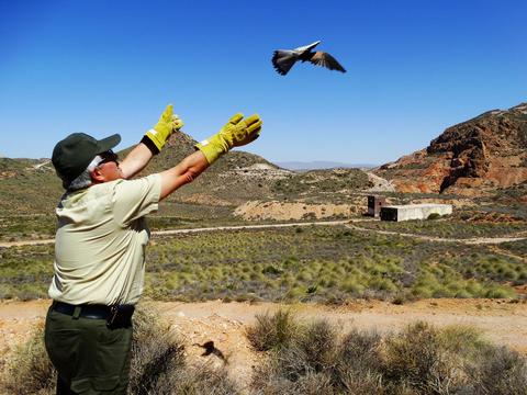 Agentes de Medio Ambiente de la Junta dejan en libertad 4 cerncalos y un bho real en el Parque Cabo de Gata-Njar