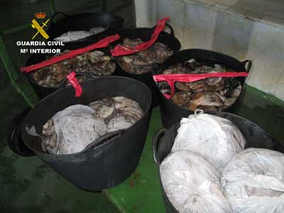 La Guardia Civil interviene más de 34 kilos de mejillones y 172 kilos pulpo de capturas ilegales