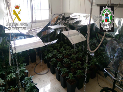 Guardia Civil y Polica Local se incautan de ms de 240 plantas de marihuana