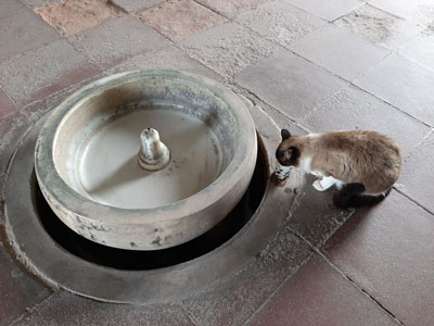 Amigos de la Alcazaba alerta de que la Alcazaba tiene problemas de agua desde hace ms de una semana 